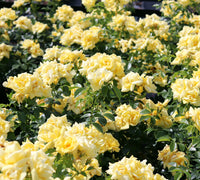 Rose Flower Carpet Gold (Rosa)