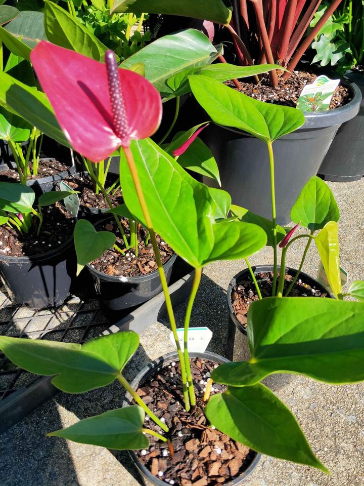 Flowering Anthuriums - Ladybird Nursery