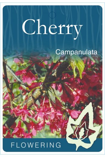 Flowering Cherry ‘Rubra’ (Prunus campanulata)