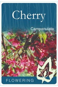 Flowering Cherry ‘Rubra’ (Prunus campanulata)