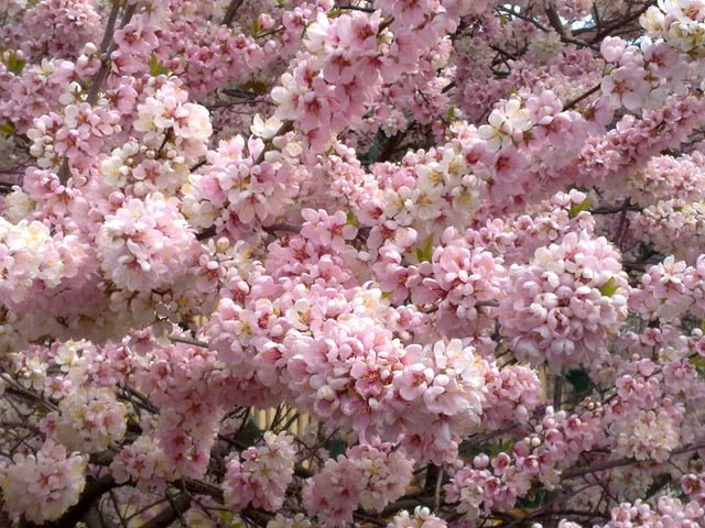 Flowering Plum 'Elvins' (Prunus) - Ladybird Nursery