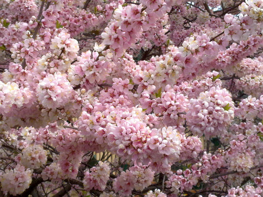 Flowering Plum 'Elvins' (Prunus)