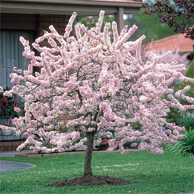 Flowering Plum 'Elvins' (Prunus) - Ladybird Nursery