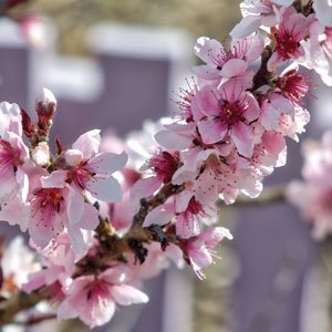 Flowering Plum 'Elvins' (Prunus) - Ladybird Nursery