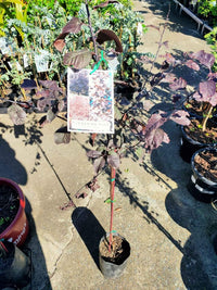 Flowering Plum 'Elvins' (Prunus) - Ladybird Nursery