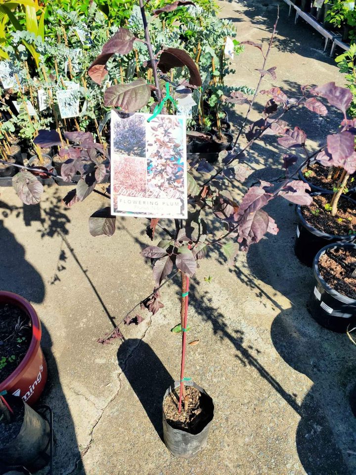 Flowering Plum 'Elvins' (Prunus) - Ladybird Nursery