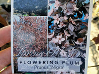 Flowering Plum 'Elvins' (Prunus) - Ladybird Nursery