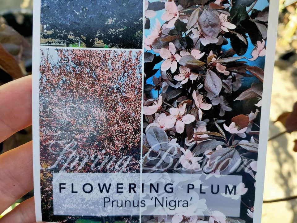 Flowering Plum 'Elvins' (Prunus) - Ladybird Nursery