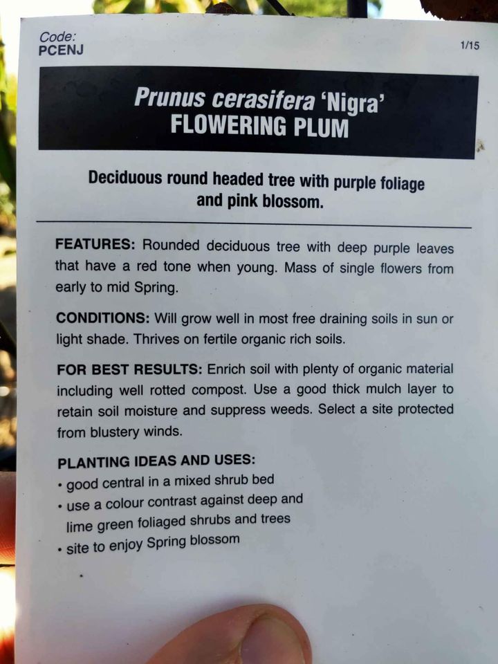 Flowering Plum 'Elvins' (Prunus)