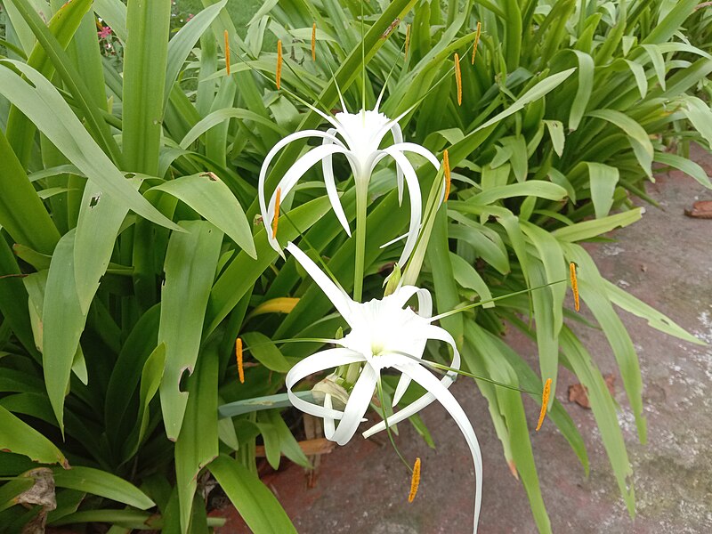 Spider Lily Beach (Hymenocallis littoralis)