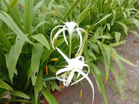 Spider Lily Beach (Hymenocallis littoralis) - Ladybird Nursery