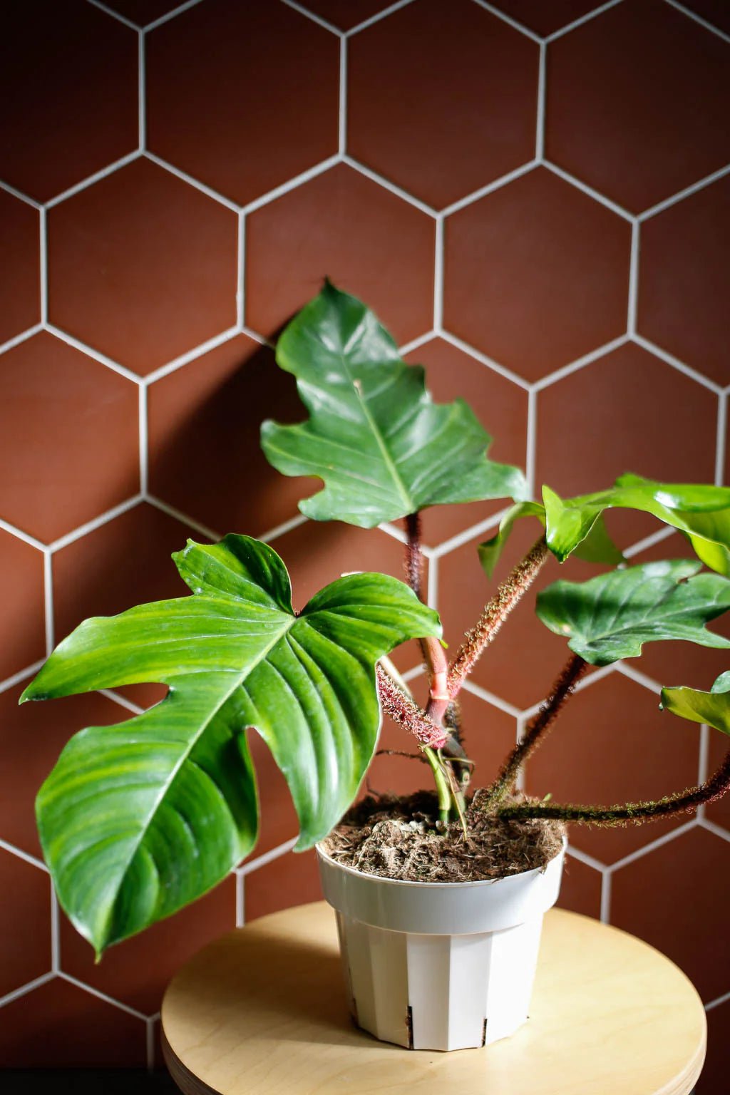 Philodendron (Philodendron squamiferum) - Ladybird Nursery