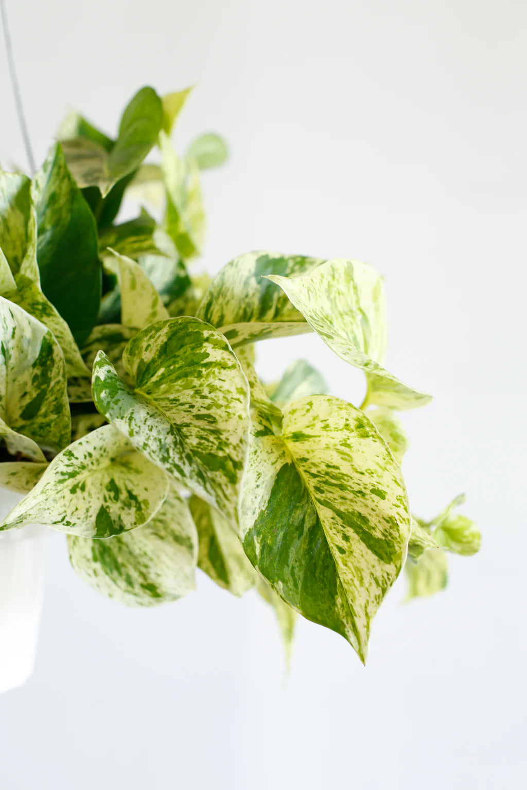 Snow Queen Pothos (Epipremnum aureum)