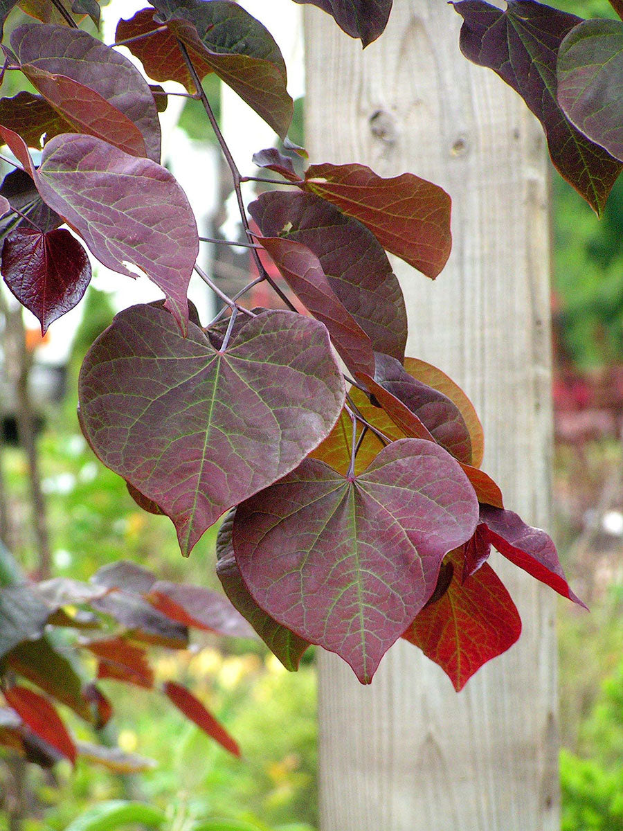 Eastern Redbud Forest Pansy (Cercis canadensis)