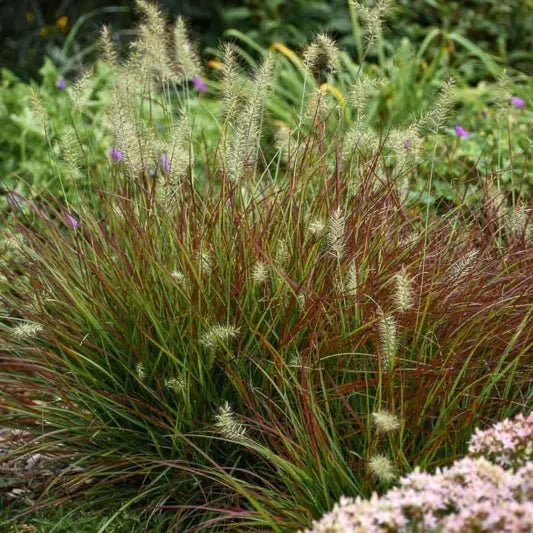 Fountain Grass Purple (Pennisetum alopecuroides) - Ladybird Nursery