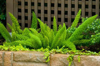 Fern 'Foxtail' (Asparagus densiflorus Meyersii) - Ladybird Nursery