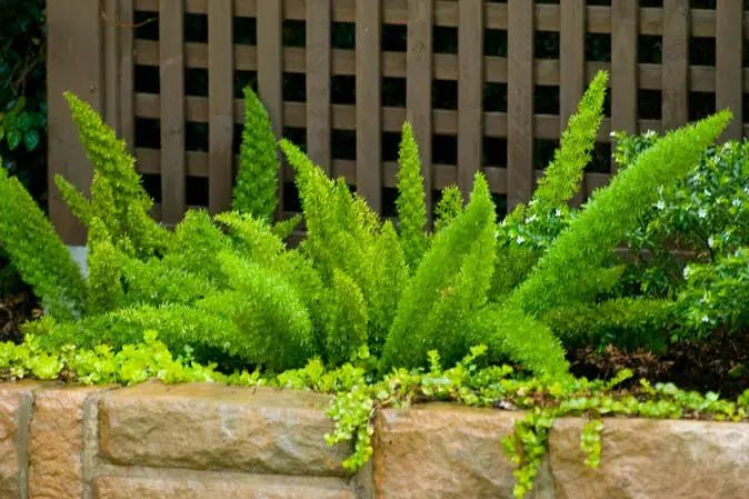 Fern 'Foxtail' (Asparagus densiflorus Meyersii) - Ladybird Nursery