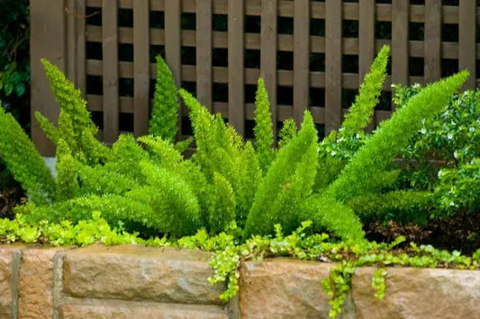 Fern 'Foxtail' (Asparagus densiflorus Meyersii) - Ladybird Nursery