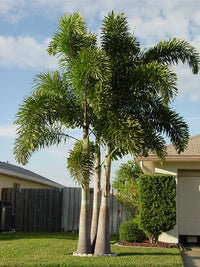 Foxtail Palm (Wodyetia bifurcata) - Large (PICK UP ONLY) - Ladybird Nursery