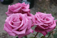 Rose Fragrant Plum (Rosa) - Ladybird Nursery