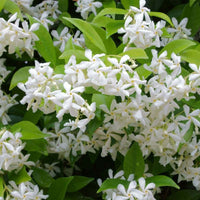 Star Jasmine Variegata (Trachelospermum jasminoides) - Ladybird Nursery