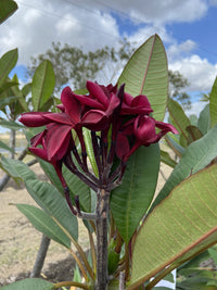 Frangipani Red ‘Black Jack’ (Plumeria rubra) - Extra Large (PICKUP ONLY)