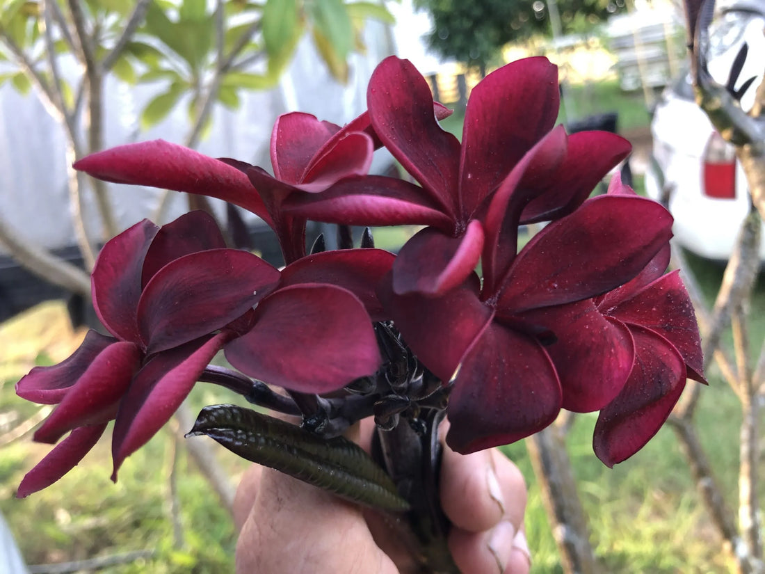 Frangipani Red ‘Black Jack’ (Plumeria rubra) - Extra Large (PICKUP ONLY)