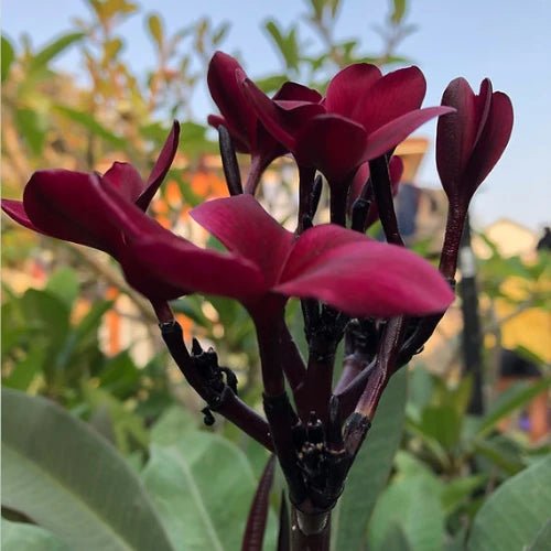 Frangipani Red ‘Black Jack’ (Plumeria rubra) - Extra Large (PICKUP ONLY) - Ladybird Nursery