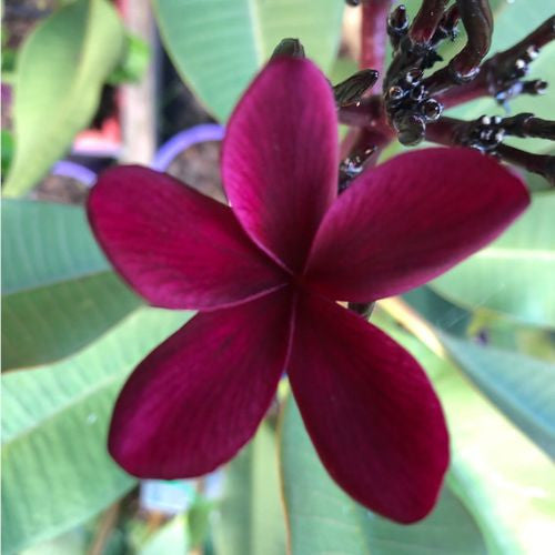 Frangipani Red ‘Black Jack’ (Plumeria rubra) - Extra Large (PICKUP ONLY)
