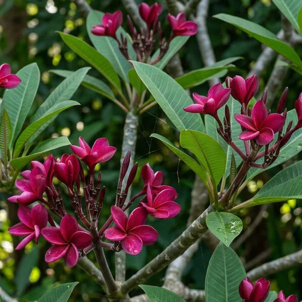 Frangipani Red ‘Black Jack’ (Plumeria rubra) - Extra Large (PICKUP ONLY)