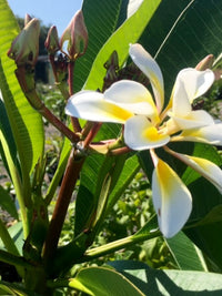 Frangipani 'Bali Whirl' (Plumeria rubra) - Large