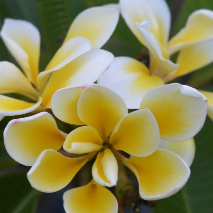 Frangipani 'Bali Whirl' (Plumeria rubra) - Large