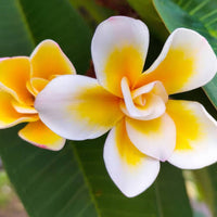 Frangipani 'Bali Whirl' (Plumeria rubra) - Large