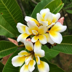Frangipani 'Bali Whirl' (Plumeria rubra) - Large