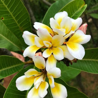 Frangipani 'Bali Whirl' (Plumeria rubra) - Large