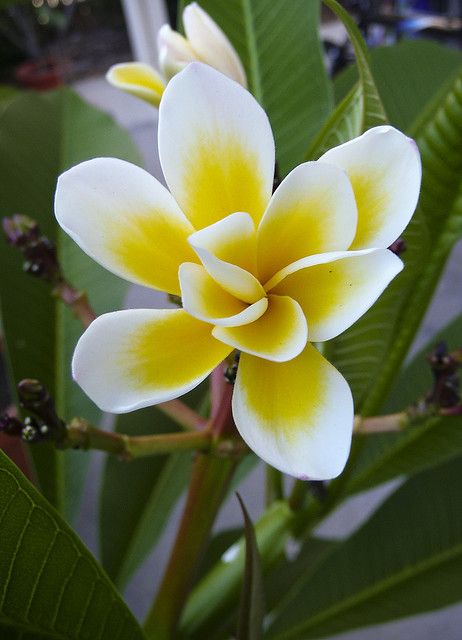 Frangipani 'Bali Whirl' (Plumeria rubra) - Large