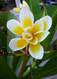 Frangipani 'Bali Whirl' (Plumeria rubra) - Large