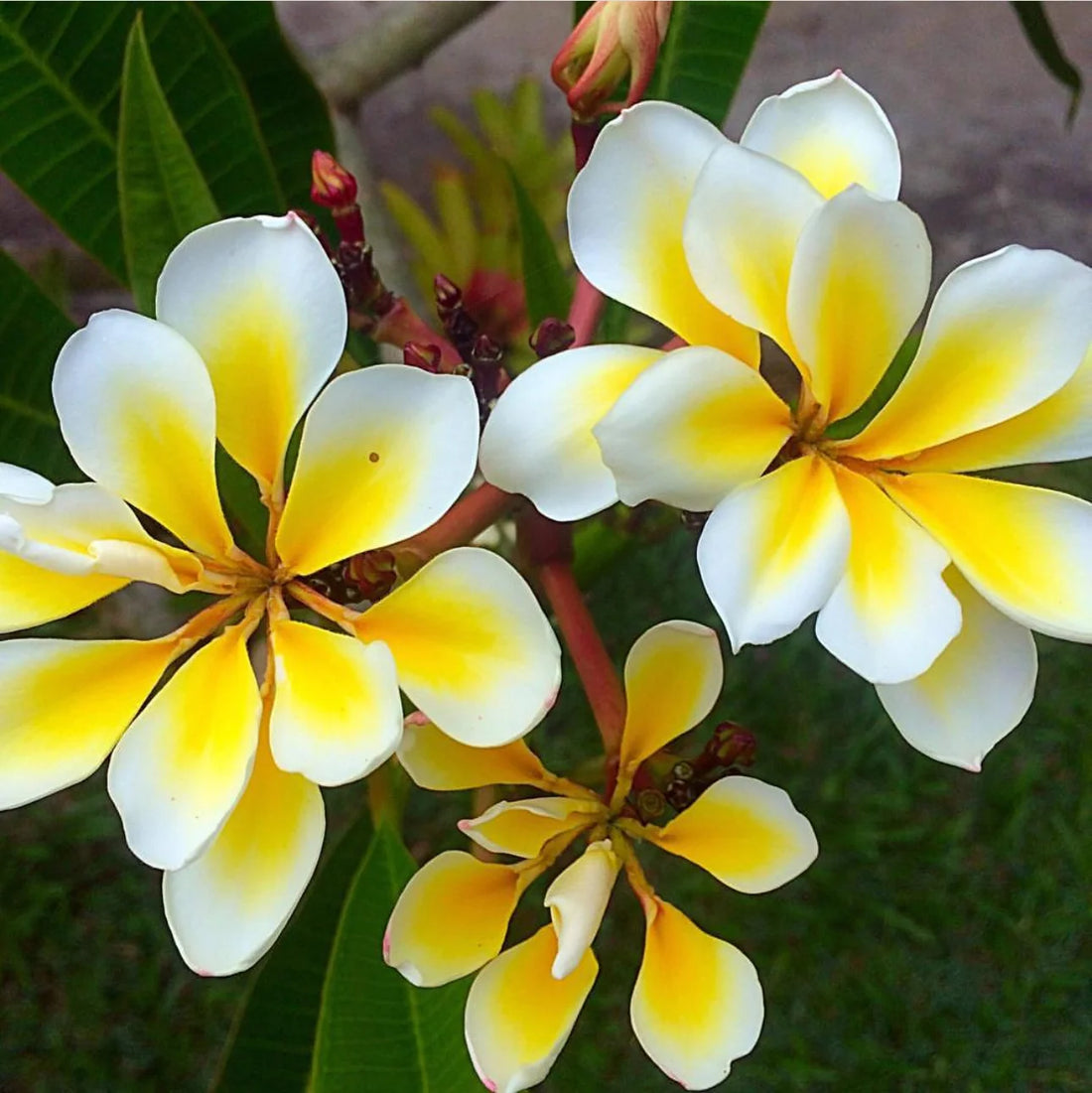 Frangipani 'Bali Whirl' (Plumeria rubra) - Large