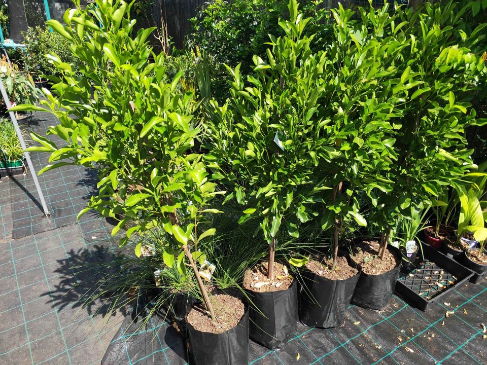 Fraser Island Apple - Advanced 400mm Pot