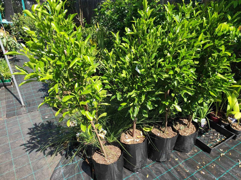 Fraser Island Apple - Advanced 400mm Pot