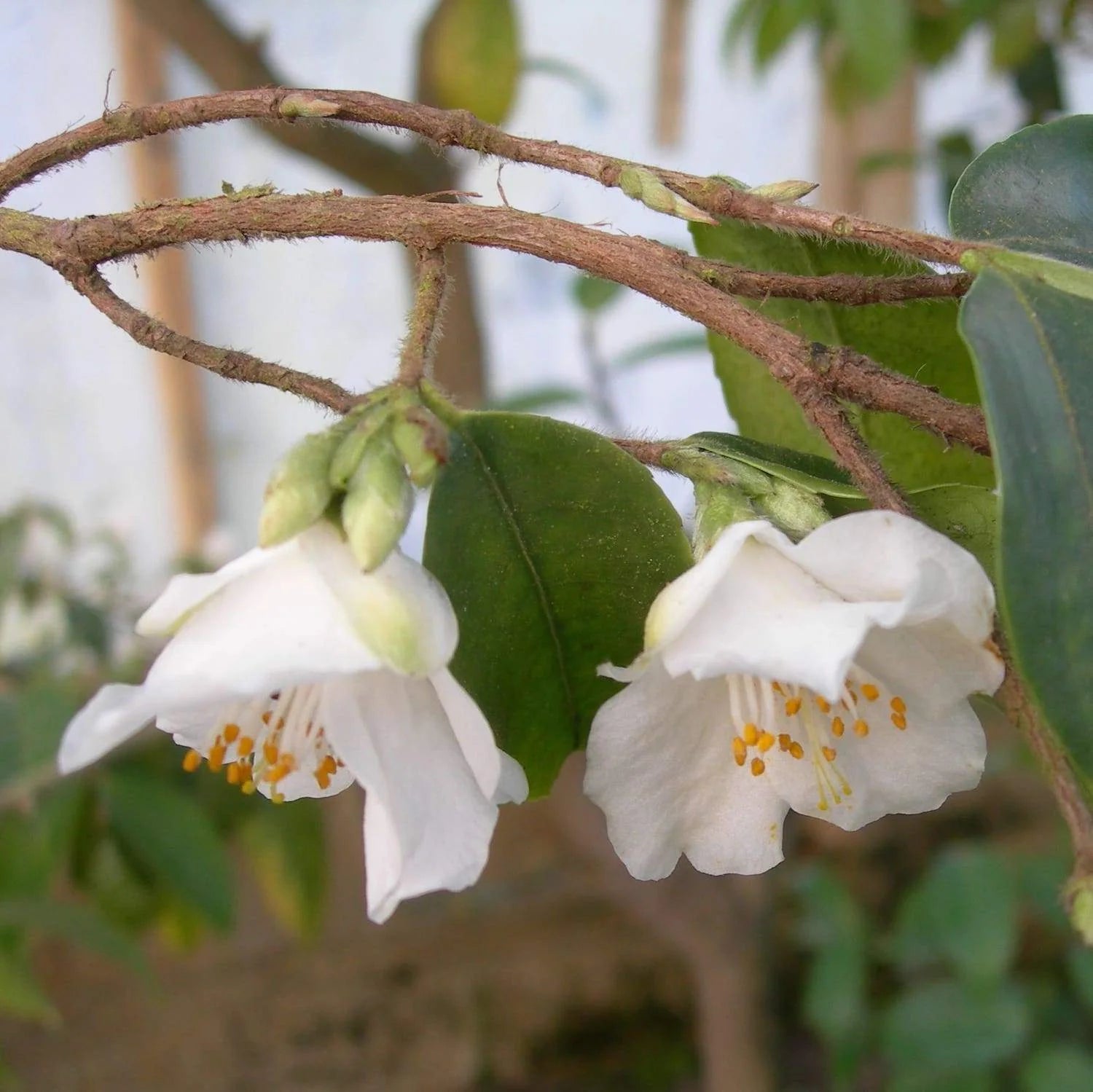Camellia (Camellia fraterna) - Ladybird Nursery