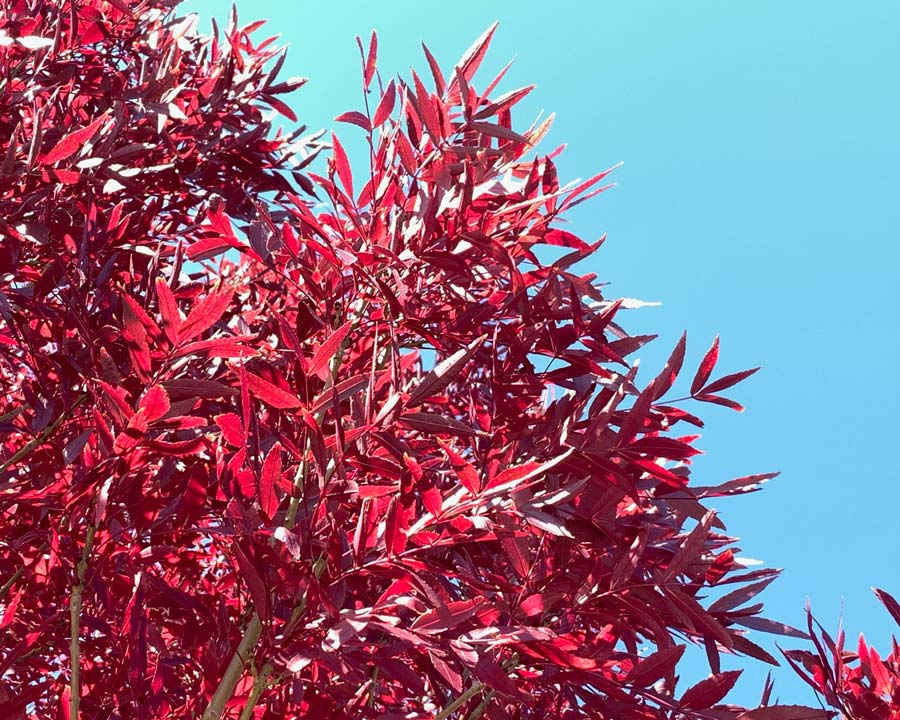 Claret Ash raywoodii (Fraxinus angustifolia)