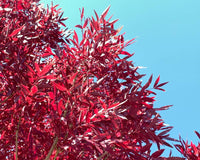 Claret Ash raywoodii (Fraxinus angustifolia)