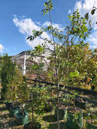 Claret Ash raywood (Fraxinus angustifolia)