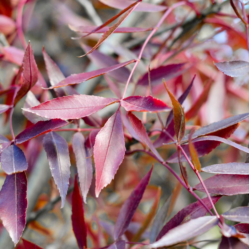 Claret Ash raywoodii (Fraxinus angustifolia)