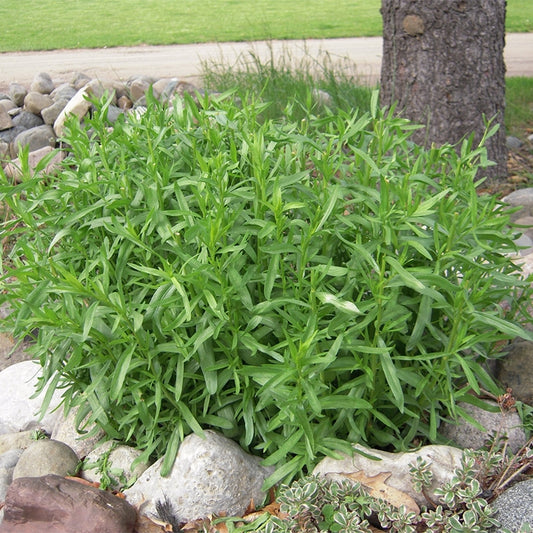 French Tarragon