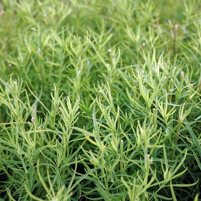 French Tarragon - Ladybird Nursery