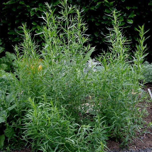 French Tarragon - Ladybird Nursery