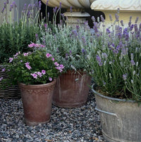 Lavender ‘French’ - Large - Ladybird Nursery