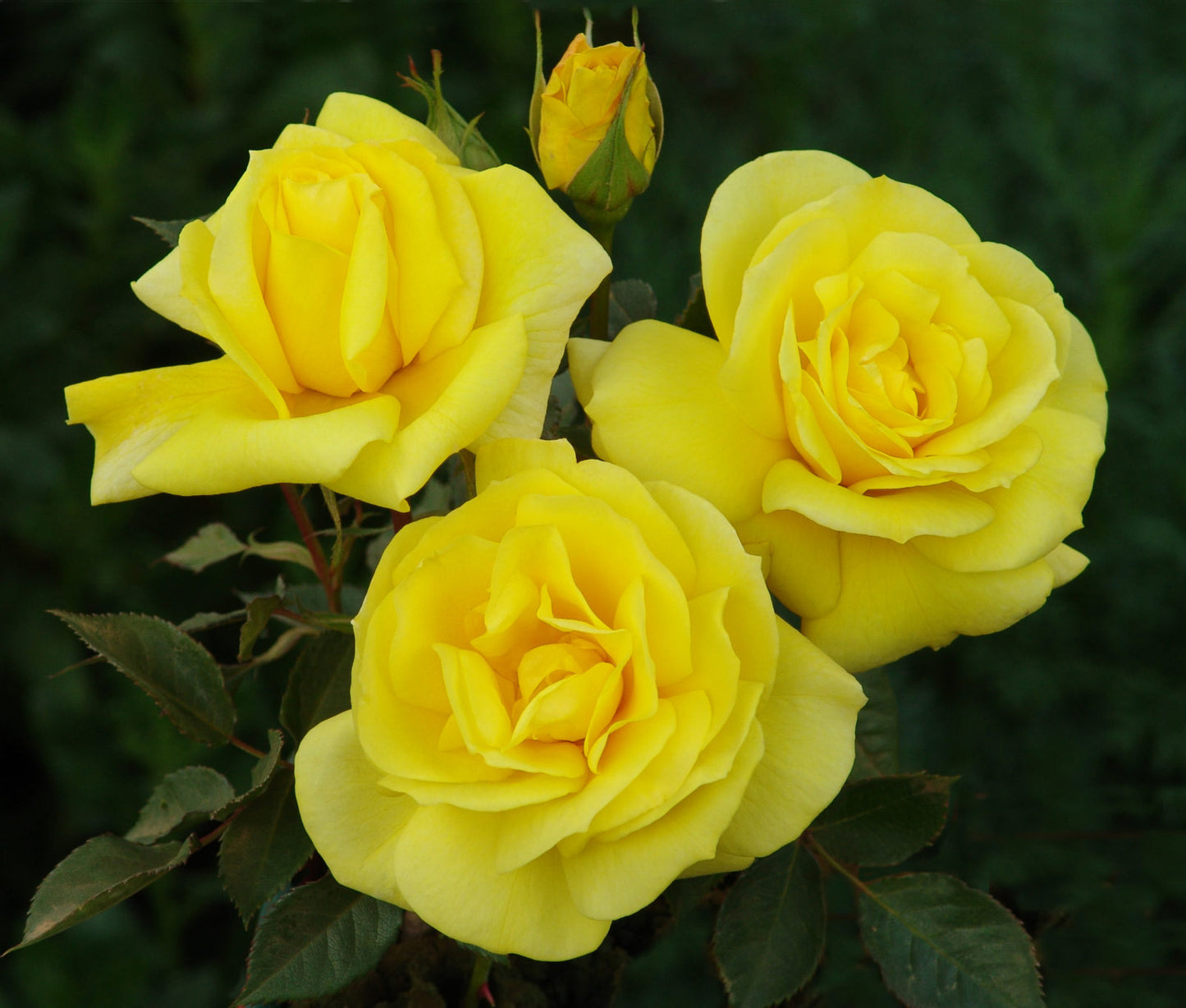 Rose Freisia 3 ft Standards (Rosa)